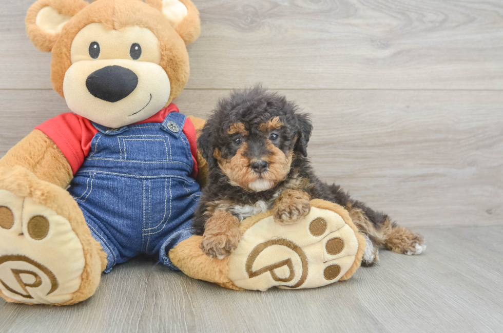 5 week old Poodle Puppy For Sale - Lone Star Pups