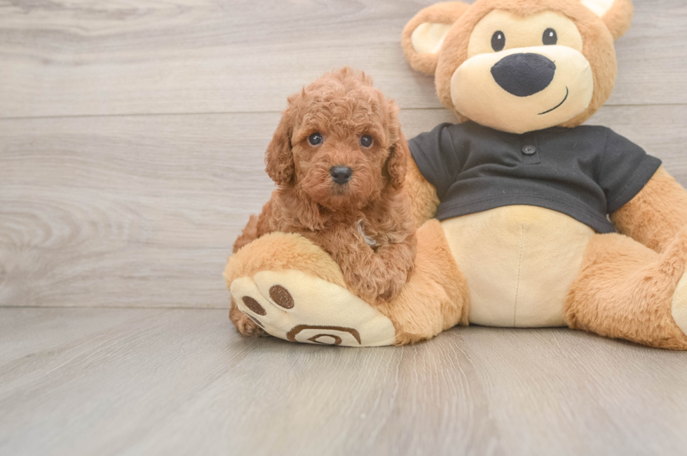 5 week old Poodle Puppy For Sale - Lone Star Pups