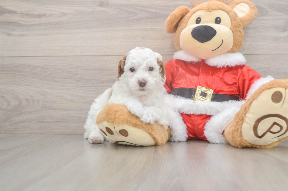 6 week old Poodle Puppy For Sale - Lone Star Pups