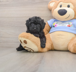 7 week old Poodle Puppy For Sale - Lone Star Pups