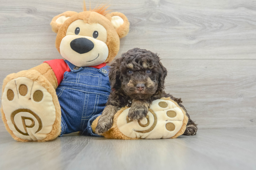 5 week old Poodle Puppy For Sale - Lone Star Pups