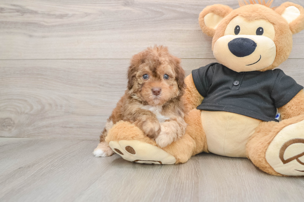 Small Poodle Purebred Pup