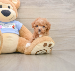 6 week old Poodle Puppy For Sale - Lone Star Pups