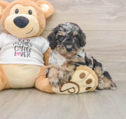 8 week old Poodle Puppy For Sale - Lone Star Pups