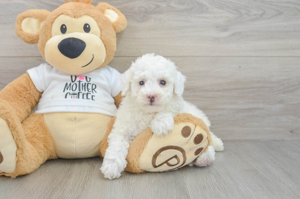 7 week old Poodle Puppy For Sale - Lone Star Pups
