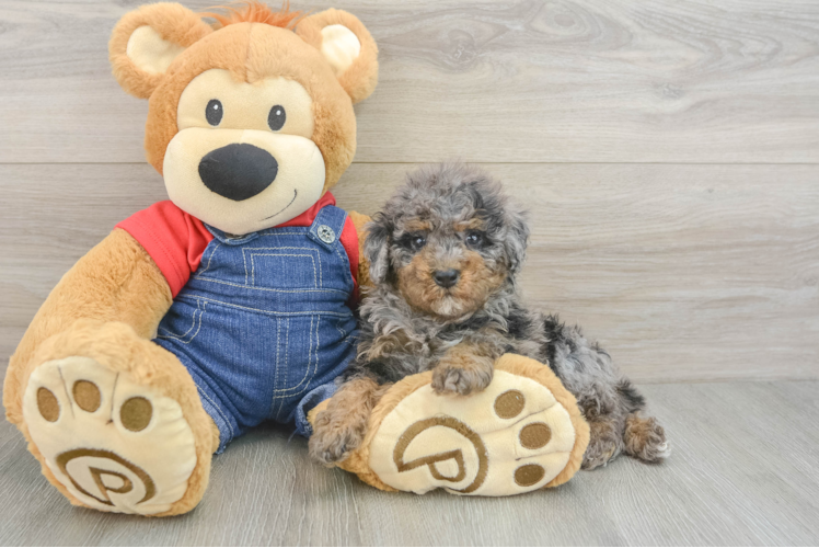 Poodle Puppy for Adoption