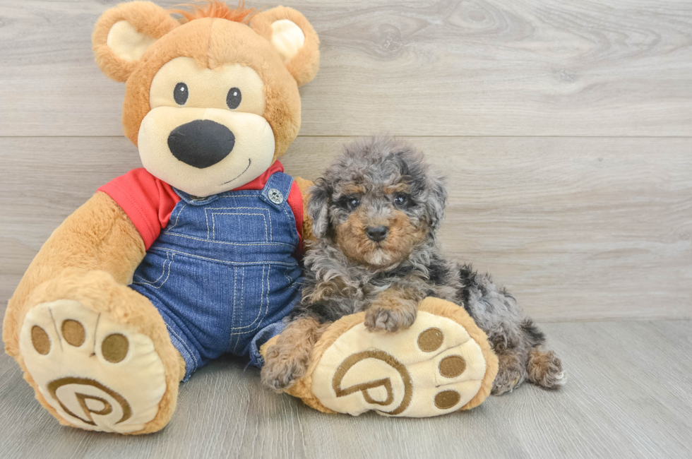 5 week old Poodle Puppy For Sale - Lone Star Pups