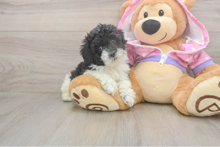 Akc Registered Poodle Baby