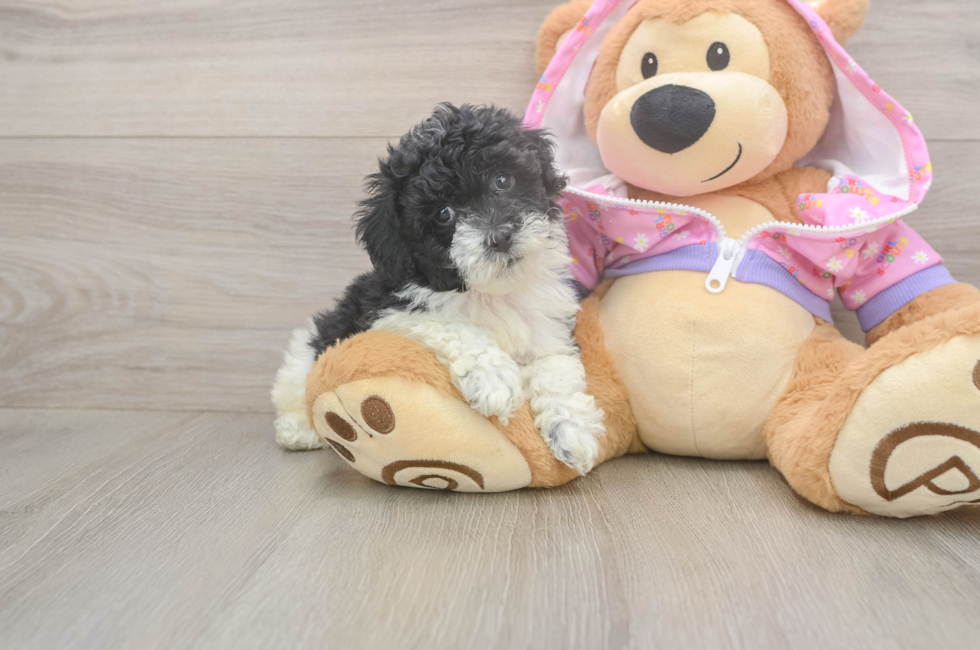 6 week old Poodle Puppy For Sale - Lone Star Pups