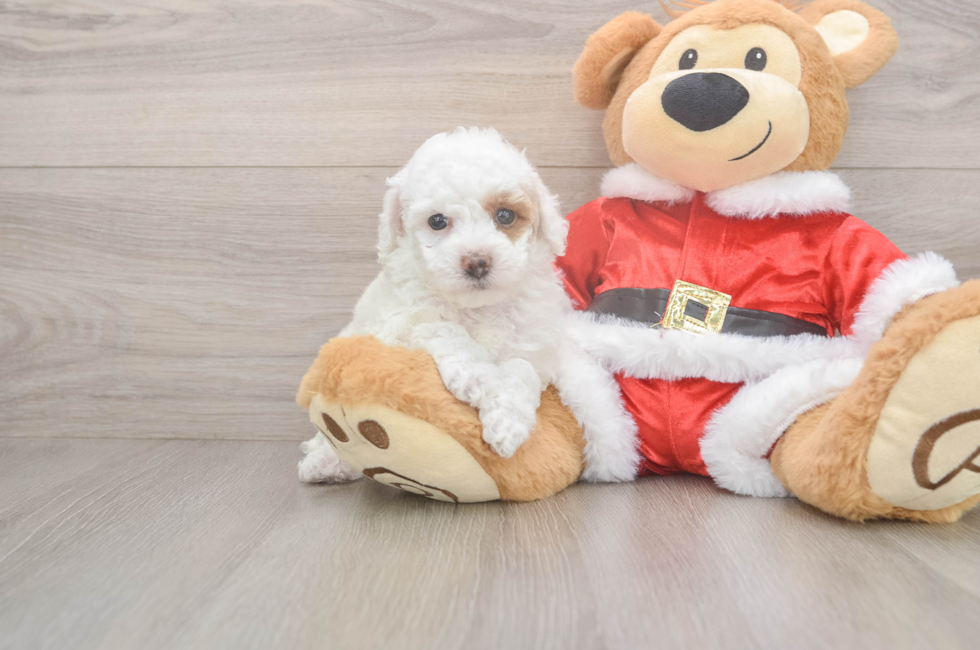 6 week old Poodle Puppy For Sale - Lone Star Pups