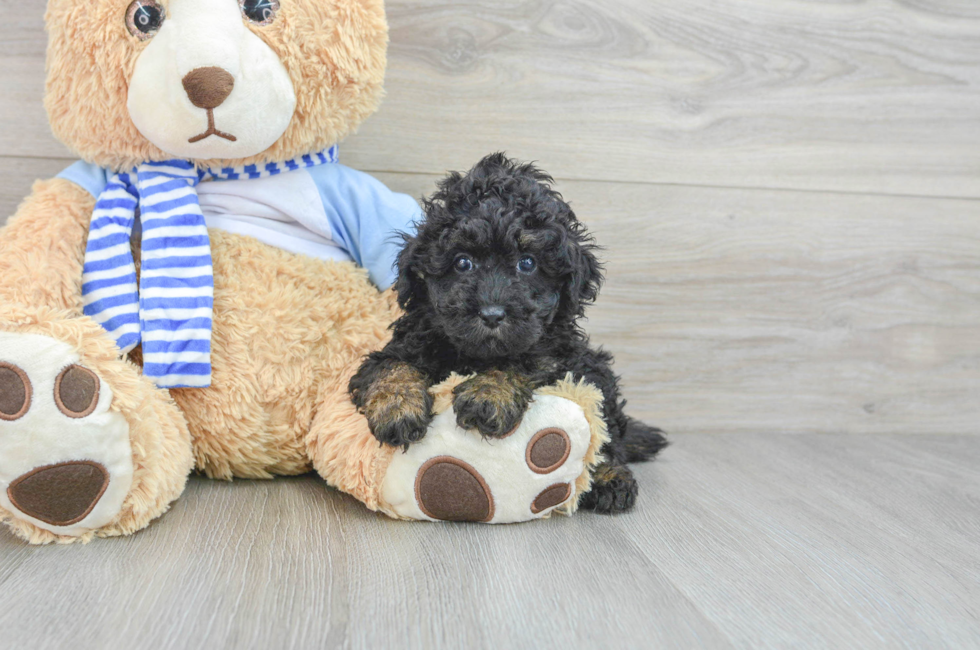 7 week old Poodle Puppy For Sale - Lone Star Pups