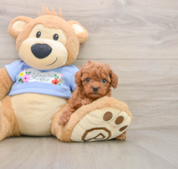 6 week old Poodle Puppy For Sale - Lone Star Pups