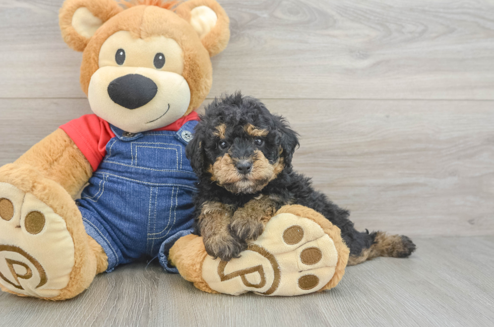 5 week old Poodle Puppy For Sale - Lone Star Pups