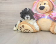 8 week old Poodle Puppy For Sale - Lone Star Pups