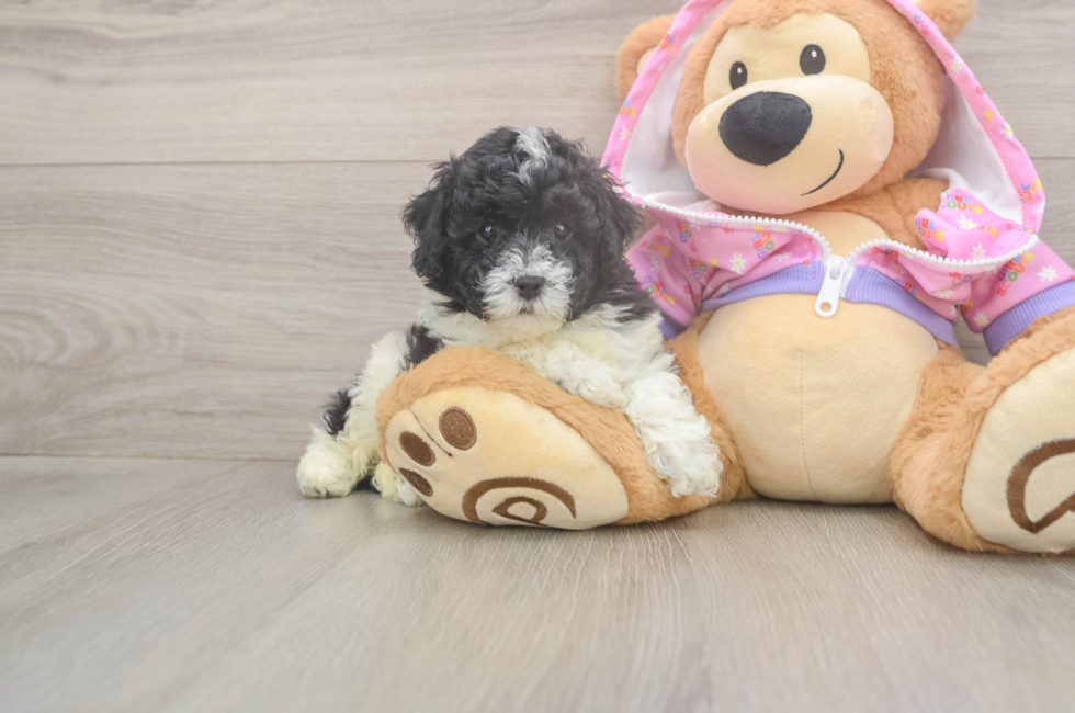6 week old Poodle Puppy For Sale - Lone Star Pups