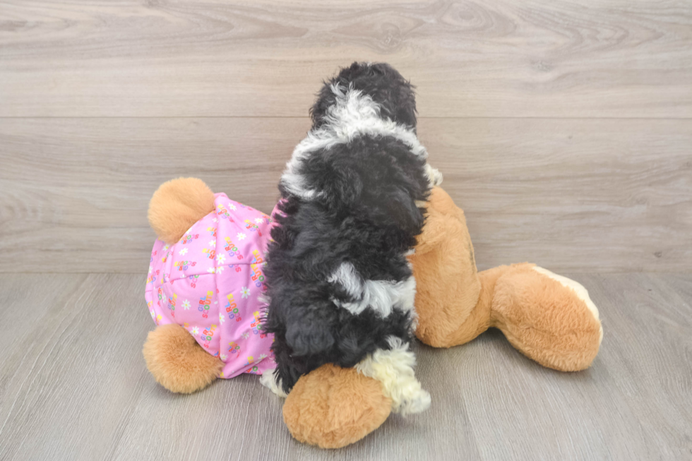 Sweet Pudle Purebred Puppy