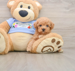 6 week old Poodle Puppy For Sale - Lone Star Pups