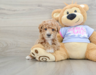 5 week old Poodle Puppy For Sale - Lone Star Pups