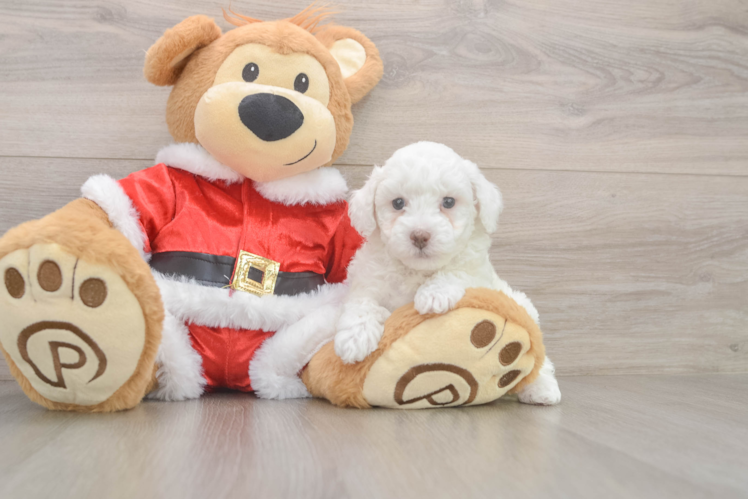 Poodle Pup Being Cute