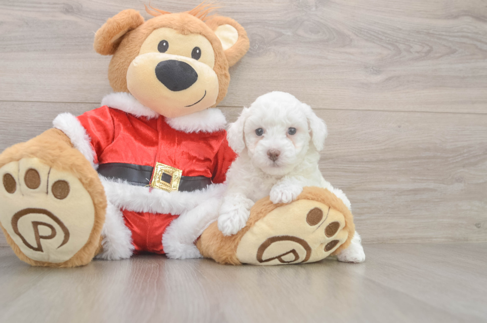 6 week old Poodle Puppy For Sale - Lone Star Pups