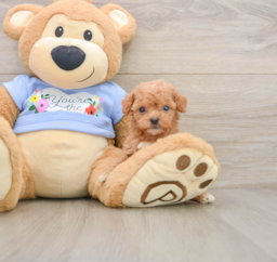6 week old Poodle Puppy For Sale - Lone Star Pups