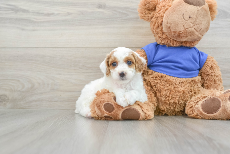 Fluffy Pooodle Purebred Puppy