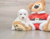 7 week old Poodle Puppy For Sale - Lone Star Pups