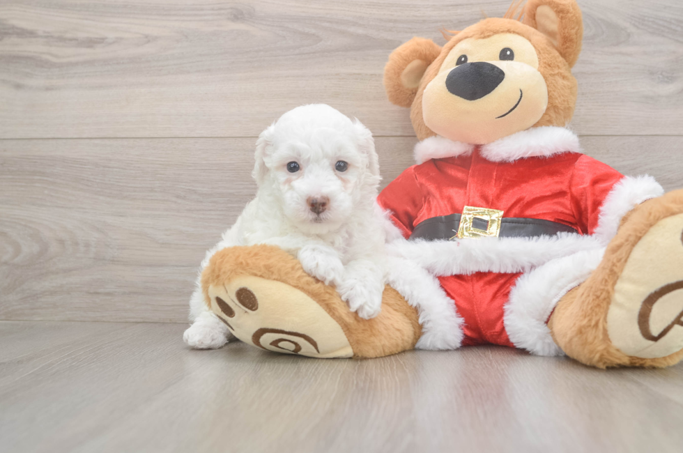 6 week old Poodle Puppy For Sale - Lone Star Pups