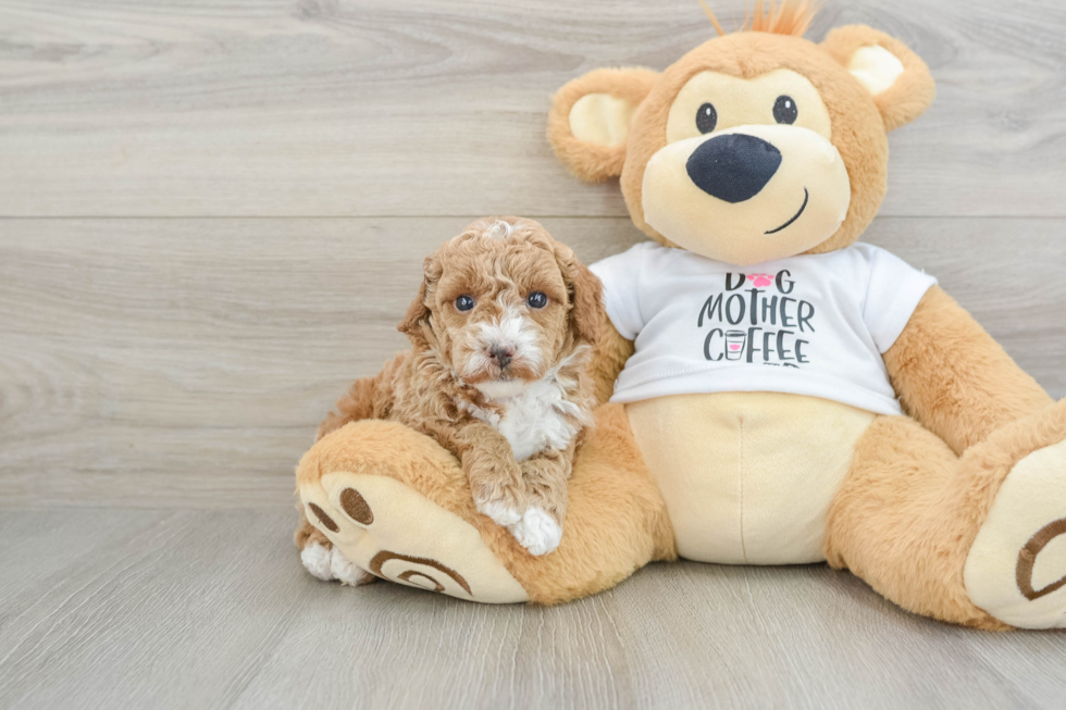 Funny Poodle Purebred Pup