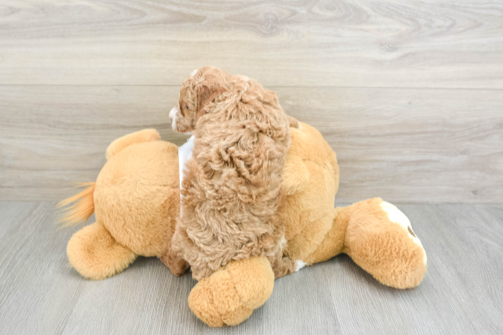 Small Poodle Baby