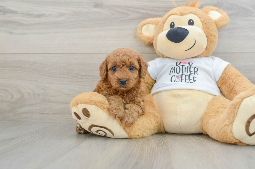 5 week old Poodle Puppy For Sale - Lone Star Pups