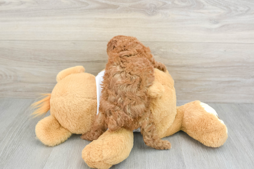 Popular Poodle Baby