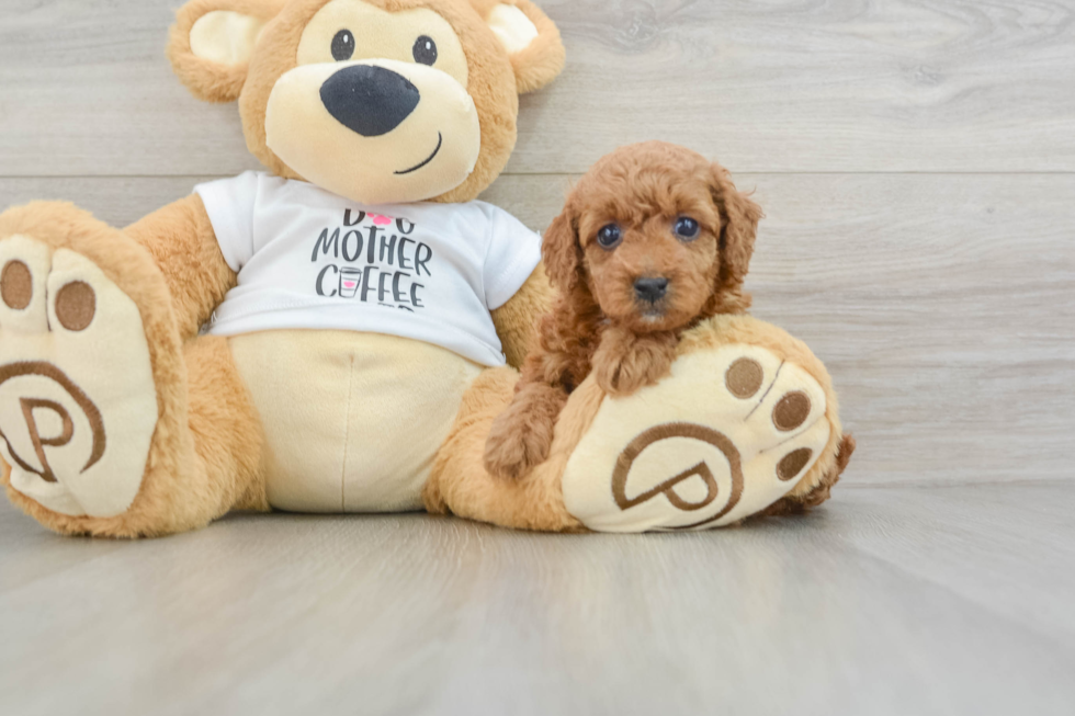 Poodle Pup Being Cute