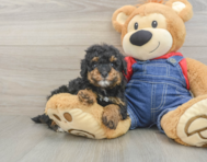 8 week old Poodle Puppy For Sale - Lone Star Pups