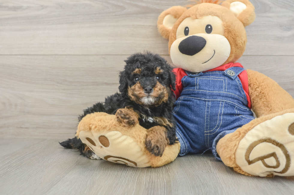 5 week old Poodle Puppy For Sale - Lone Star Pups