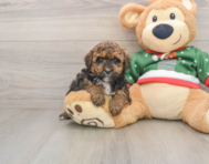 7 week old Poodle Puppy For Sale - Lone Star Pups