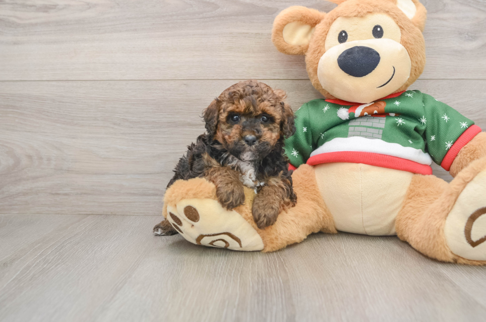 5 week old Poodle Puppy For Sale - Lone Star Pups