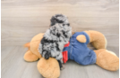 Poodle Puppy for Adoption