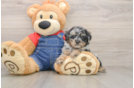 Poodle Puppy for Adoption