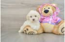 Hypoallergenic Poodle Baby