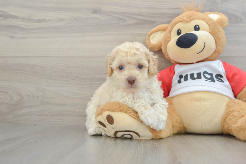 Meet Bacon - our Poodle Puppy Photo 1/3 - Lone Star Pups