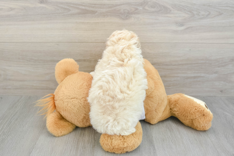 Meet Bacon - our Poodle Puppy Photo 2/3 - Lone Star Pups