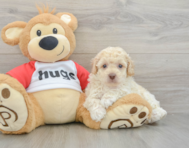 7 week old Poodle Puppy For Sale - Lone Star Pups