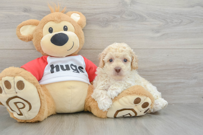 Meet Bacon - our Poodle Puppy Photo 3/3 - Lone Star Pups