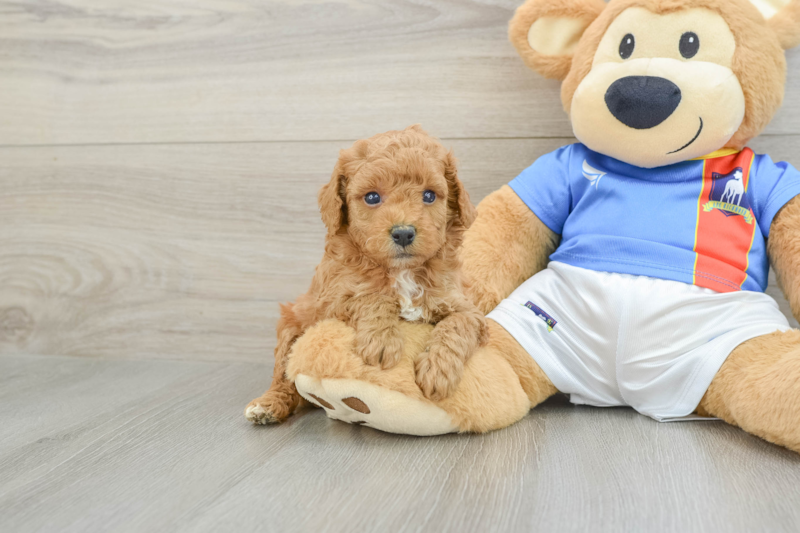 Meet Bacon - our Poodle Puppy Photo 1/3 - Lone Star Pups