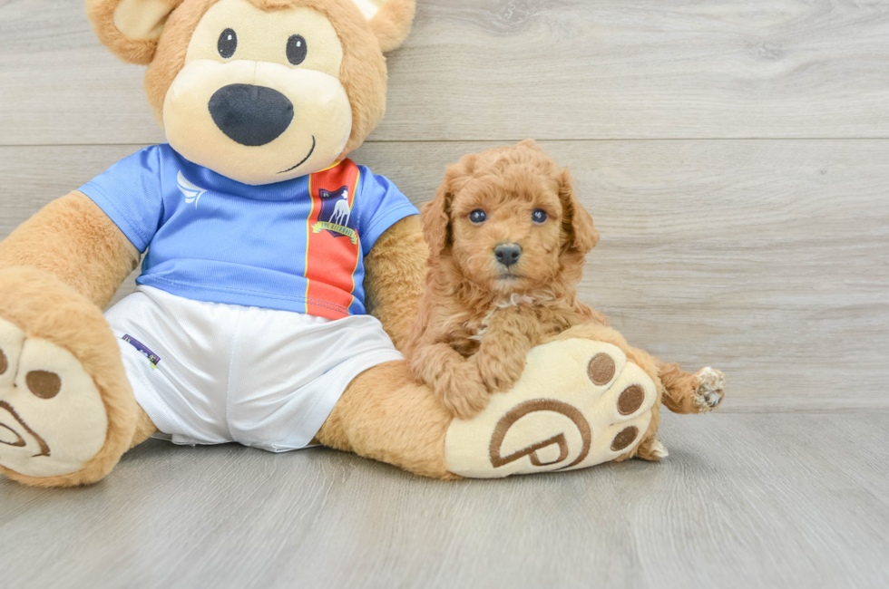 5 week old Poodle Puppy For Sale - Lone Star Pups
