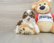 6 week old Poodle Puppy For Sale - Lone Star Pups