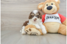 Poodle Puppy for Adoption