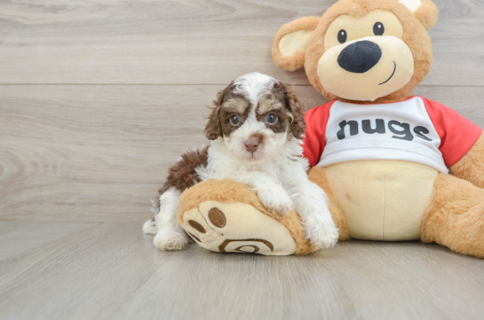 Poodle Puppy for Adoption