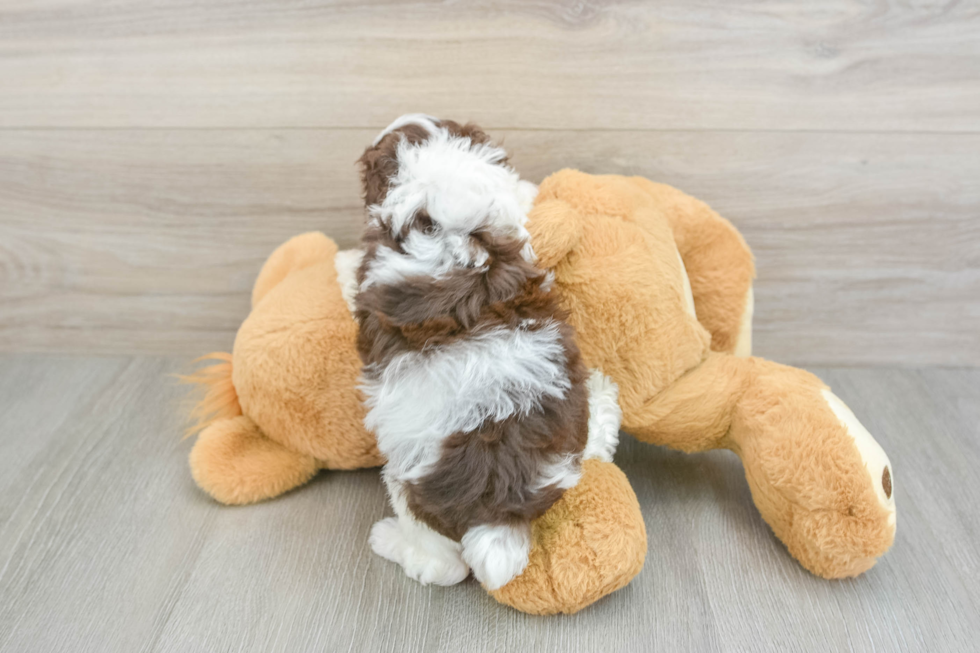 Poodle Puppy for Adoption